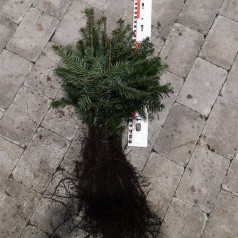 Nordmannsgran 15-30 cm. - Bundt med 10 stk. barrodsplanter - Abies nordmanniana