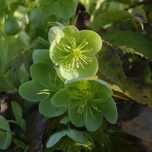 Tornet Julerose - Helleborus argutifolius