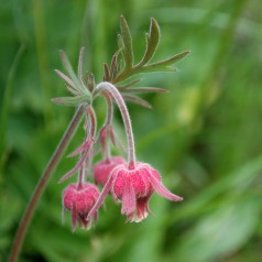 Nellikerod fakkelblomst - Geum triflorum