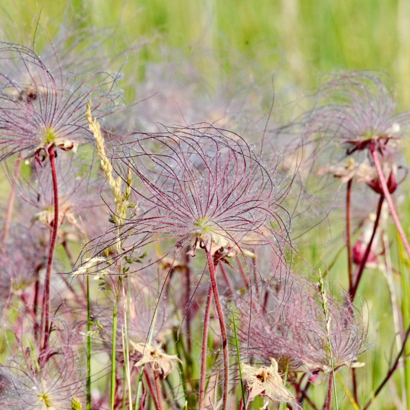 Nellikerod fakkelblomst - Geum triflorum