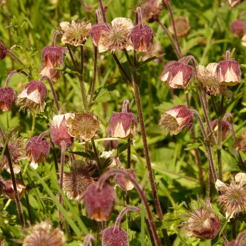 Nellikerod - Geum rivale