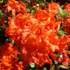 Haveazalea Gibraltar 30-60 cm. - Rhododendron knaphill Gibraltar