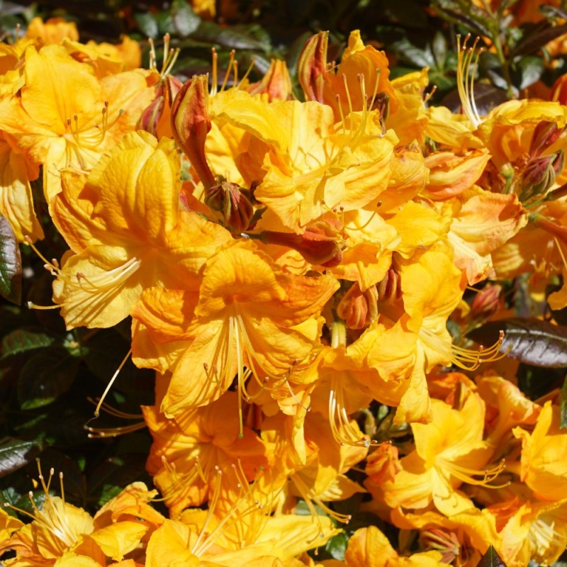 Haveazalea Klondyke 30-60 cm. - Rhododendron knaphill Klondyke