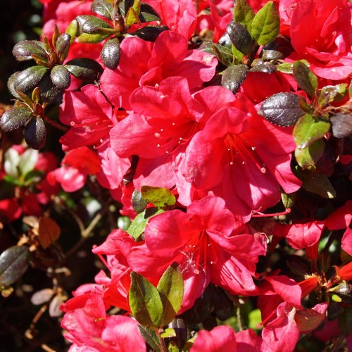 Japansk Azalea Little Red - Rhododendron Little Red