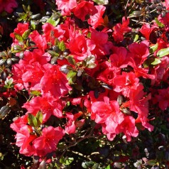 Japansk Azalea Little Red - Rhododendron Little Red