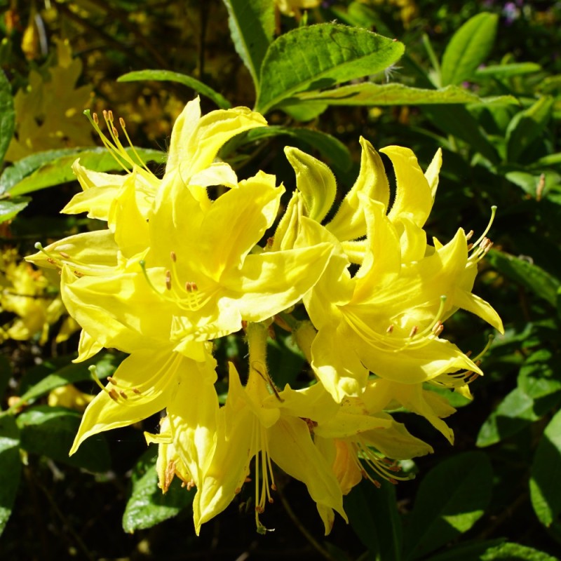 Haveazalea / Guldazalea 25-50 cm. - Rhododendron Luteum / Pontica