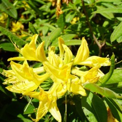 Haveazalea / Guldazalea 25-50 cm. - Rhododendron Luteum / Pontica