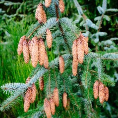 Sitkagran 30-50 cm. - Bundt med 10 stk. barrodsplanter - Picea sitchensis