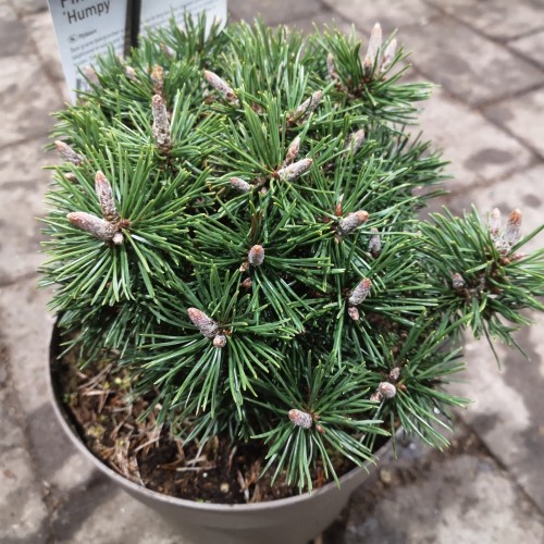 Dværg Bjergfyr Humpy 15-25 cm. - Pinus mugo Humpy