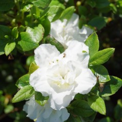 Japansk Azalea Schneeperle - Rhododendron Schneeperle