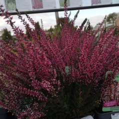 Efterårslyng - Calluna...