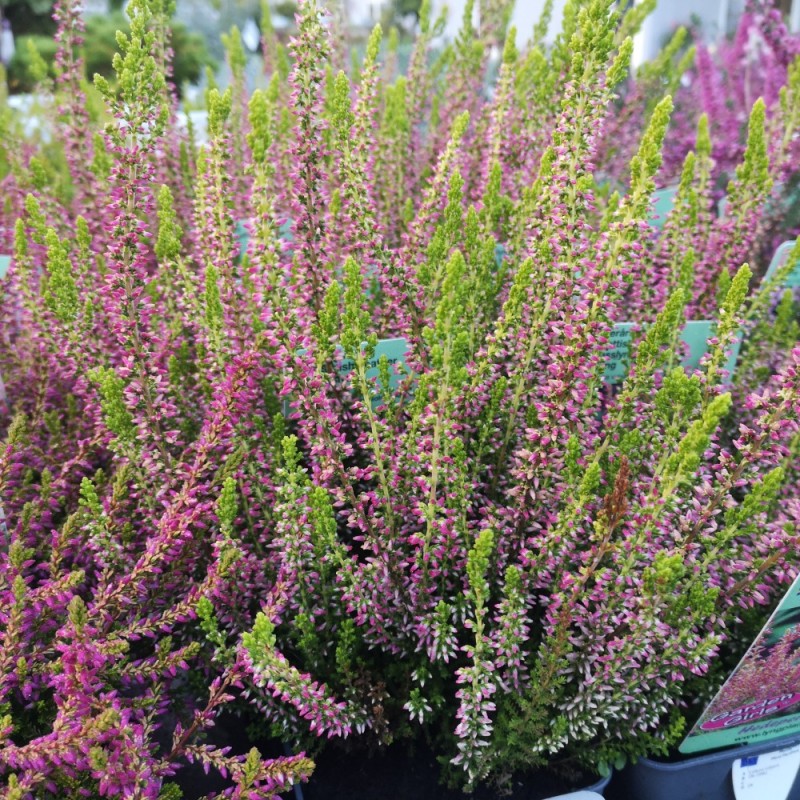 Efterårslyng - Calluna vulgaris Golden Angie