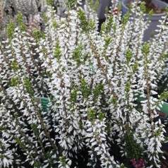 Efterårslyng - Calluna...
