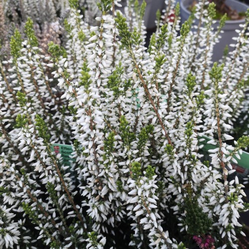 Efterårslyng - Calluna vulgaris Madonna