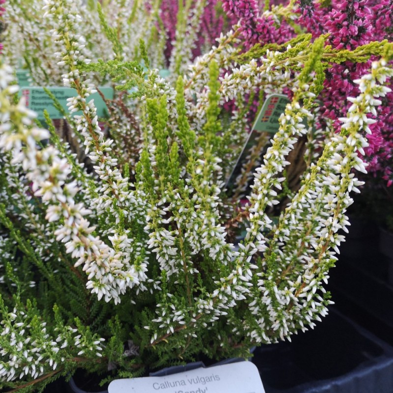 Efterårslyng - Calluna vulgaris Sandy