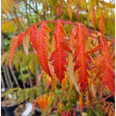 Fligbladet Hjortetaktræ Laciniata - Rhus typhina Laciniata