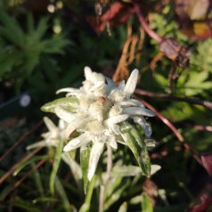 Ægte Edelweiss - Leontopodium alpinum