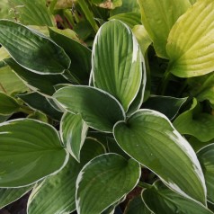 Hosta hybrid Francee / Funkia