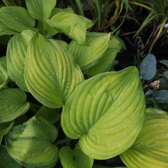 Hosta hybrid Guacamole
