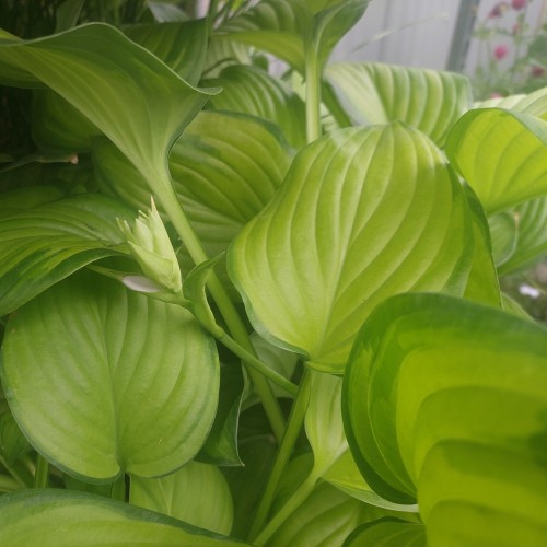 Hosta hybrid Guacamole