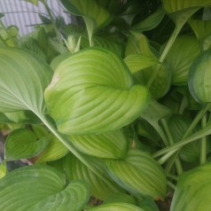 Hosta hybrid Guacamole