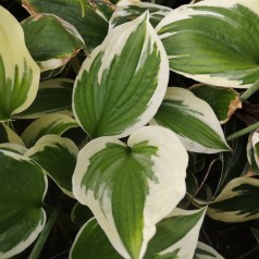 Hosta hybrid Minute Man / Funkia