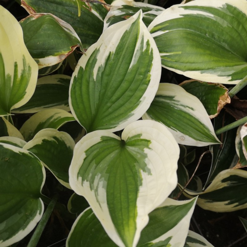 Hosta hybrid Minute Man