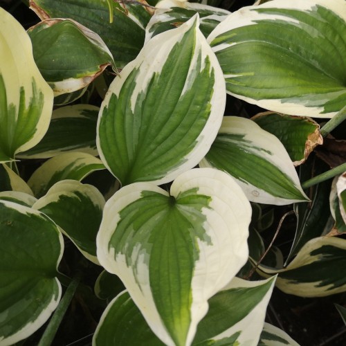 Hosta hybrid Minute Man