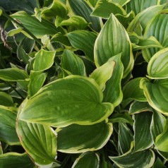 Hosta hybrid So Sweet