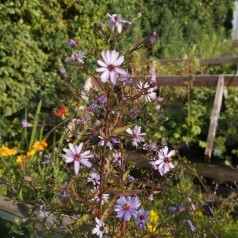 Høstasters Little Carlow - Aster cordifolius Little Carlow