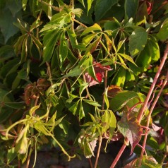 Klatrevildvin 40-60 cm. - Parthenocissus quinquefolia