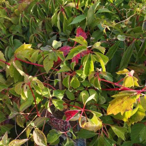 Klatrevildvin Engelmannii - Parthenocissus quinquefolia Engelmannii