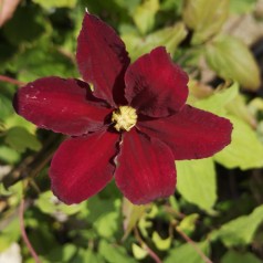 Klematis Niobe 40-60 cm. - Clematis Niobe