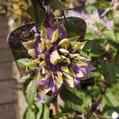 Klematis Taiga 40-60 cm. - Clematis florida Taiga