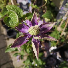 Klematis Taiga 40-60 cm. - Clematis florida Taiga