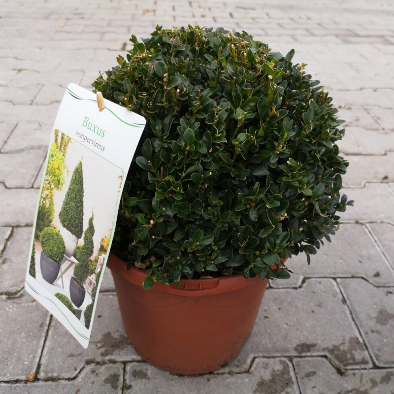 Kuglebuksbom 20 cm. (formklippet) - Buxus sempervirens (ball)