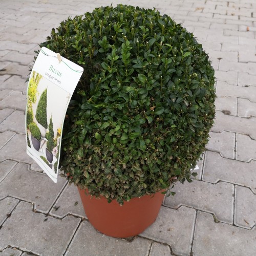 Kuglebuksbom 35 cm. (formklippet)- Buxus sempervirens (ball)