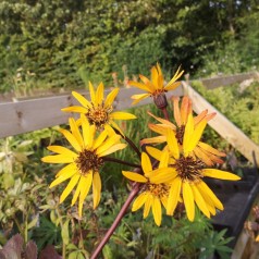 Nøkketunge Britt Marie Crawford - Ligularia dentata Britt Marie Crawford