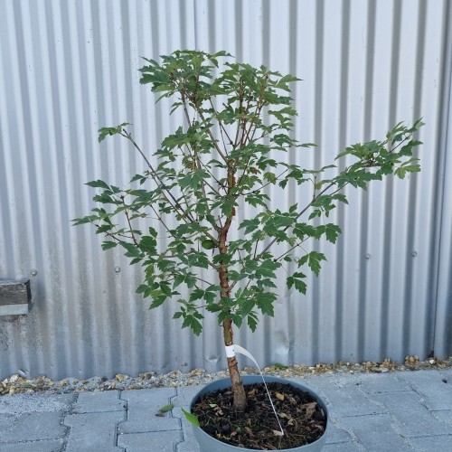 Papirbarkløn 50-80 cm. - Acer griseum