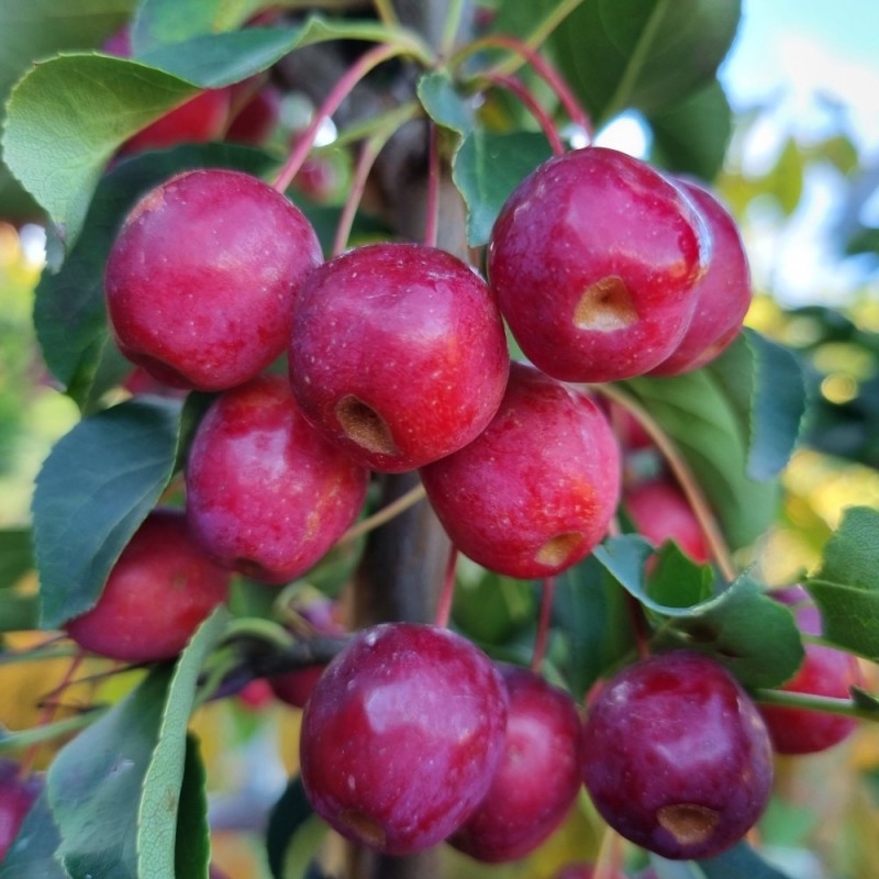 Paradisæble Brændkjær 150-175 cm. - Malus hybrid Braendkjaer