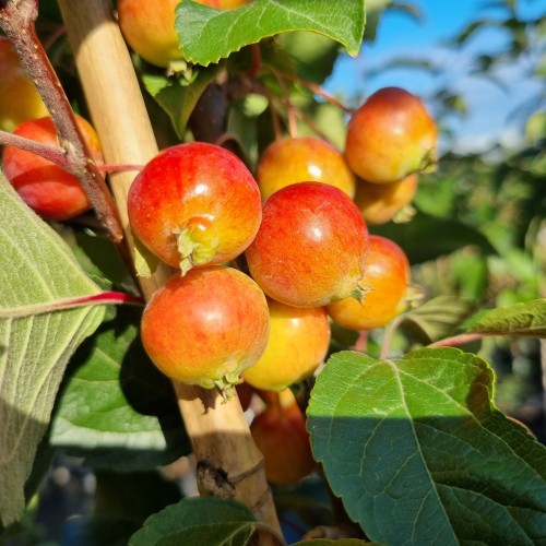 Paradisæble Evereste 150-175 cm. - Malus hybrid Evereste