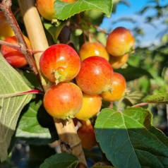 Paradisæble Evereste 120 cm. stamme - Malus hybrid Evereste