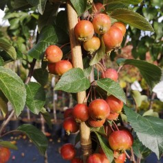 Paradisæble Evereste 120 cm. stamme - Malus hybrid Evereste