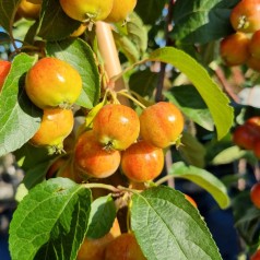 Paradisæble Evereste 120 cm. stamme - Malus hybrid Evereste