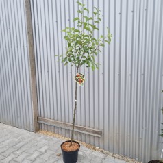 Paradisæble Evereste 120 cm. stamme - Malus hybrid Evereste