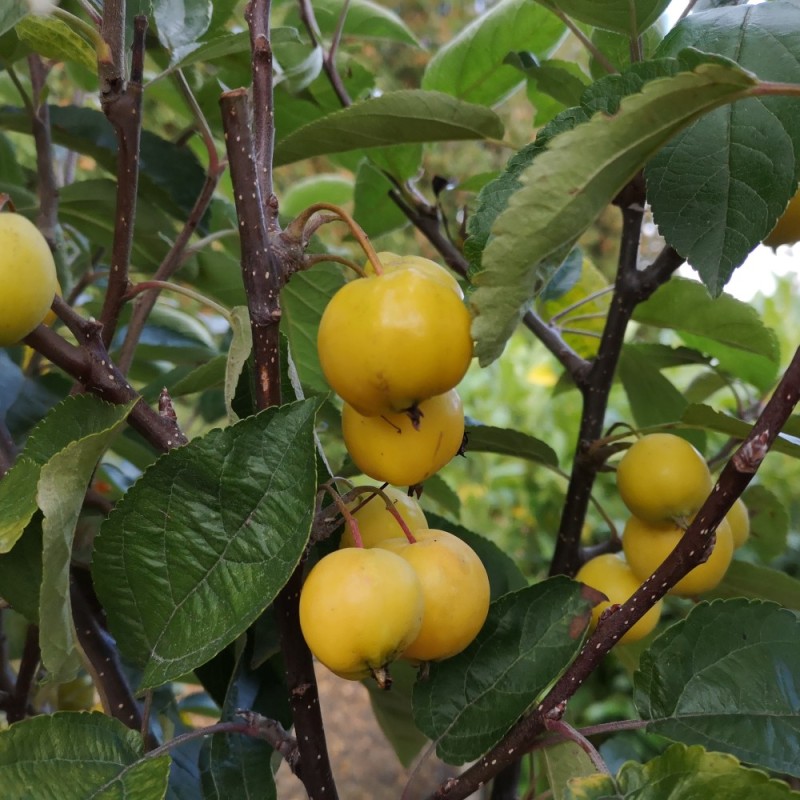 Paradisæble Golden Hornet  120 cm. stamme - Malus hybrid Golden Hornet