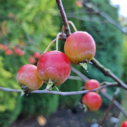 Paradisæble Gorgeous 150-175 cm. - Malus hybrid Gorgeous