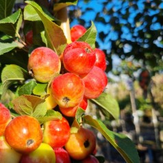 Paradisæble Red Sentinel - Malus hybrid Red Sentinel
