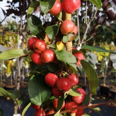 Paradisæble Red Sentinel 120 cm. stamme - Malus hybrid Red Sentinel