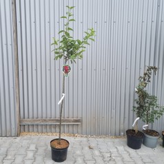 Paradisæble Red Sentinel 120 cm. stamme - Malus hybrid Red Sentinel